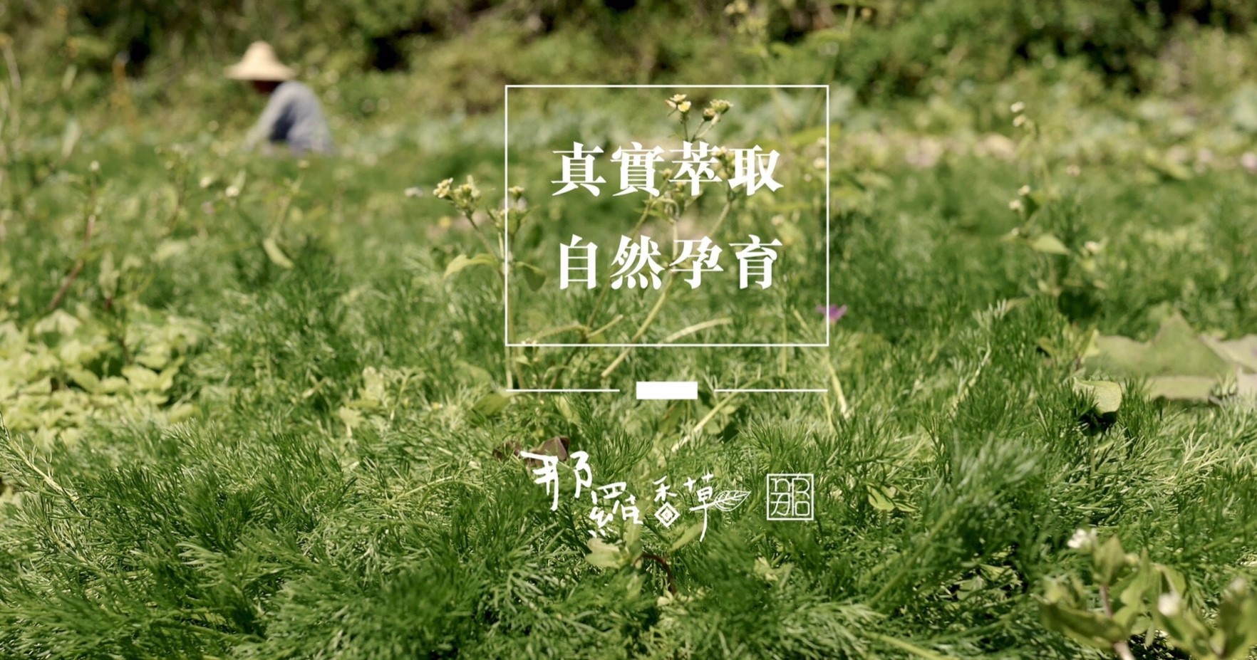 那羅香草｜banner