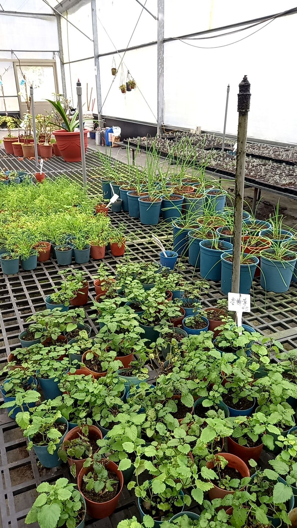 那羅香草｜環境照