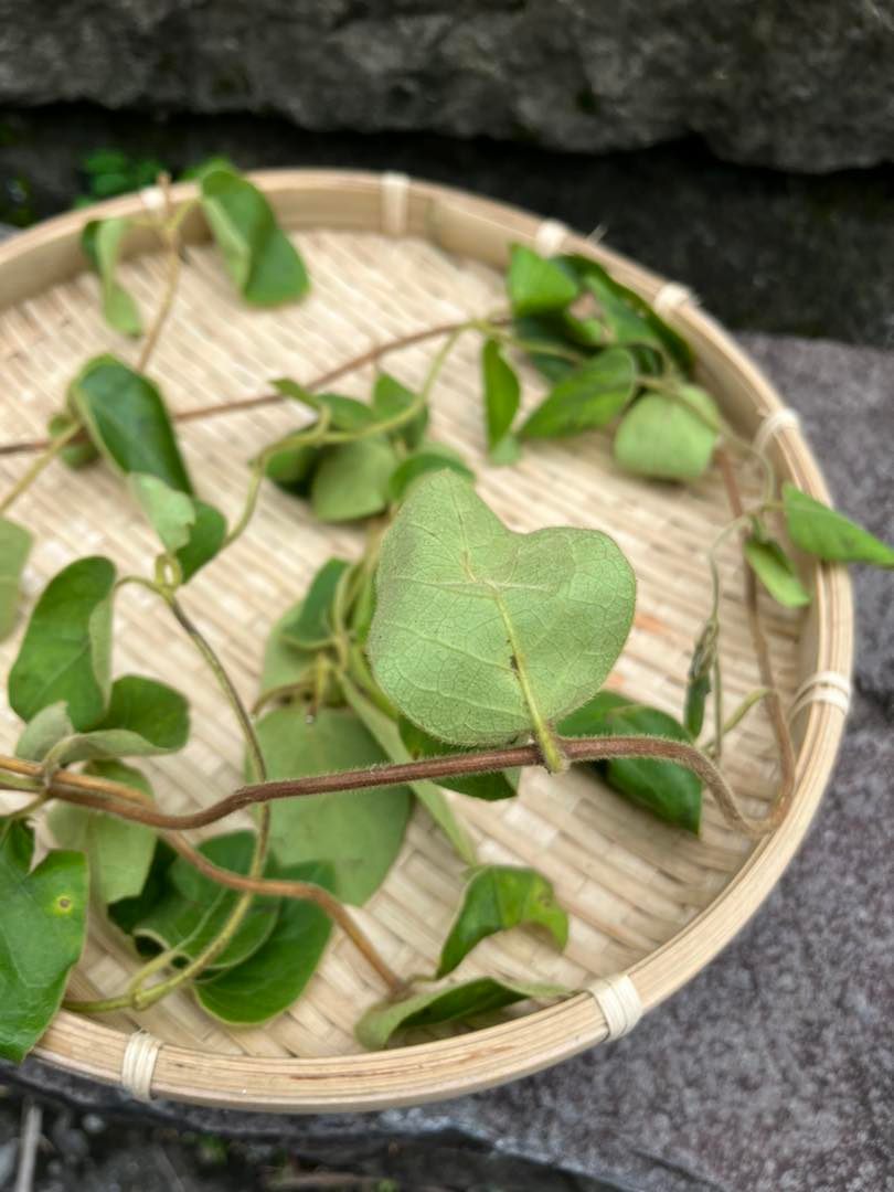 那羅香草｜香草體驗