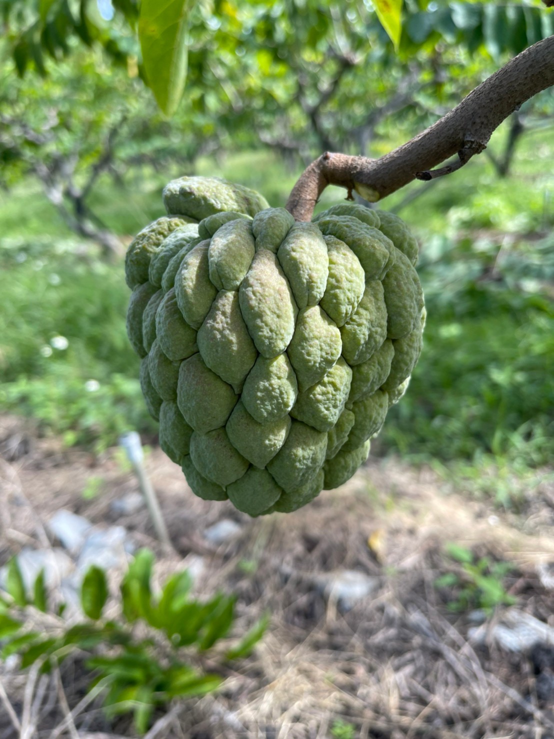 Guole｜果樂水果｜鳳梨釋迦/大目釋迦